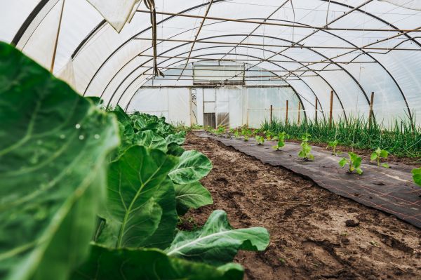 Greenhouse Demolition in Lockport